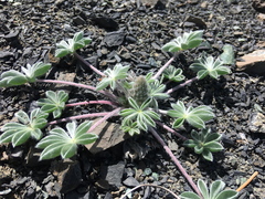 Lupinus constancei