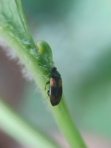 Anaspis fasciata, 6525 XZ Nijmegen, Netherlands, photo 4 of 10