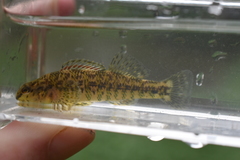 Etheostoma zonale