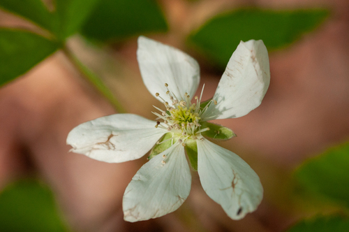 bottomland dewberry (Rubus leviculus)