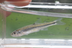 Lythrurus fasciolaris