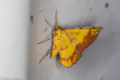 Erastria decrepitaria