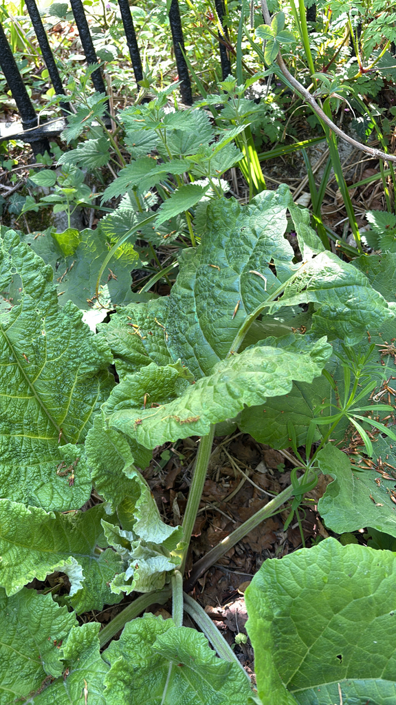 Rheum rhabarbarum