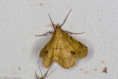 Erastria decrepitaria