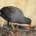 Dusky Moorhen - Photo (c) Leo, some rights reserved (CC BY-NC-SA)