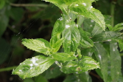 Podosphaera epilobii