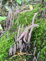 Alloclavaria