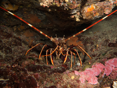 Palinurus elephas