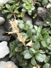 Noccaea rotundifolia