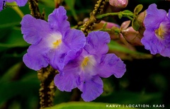 Strobilanthes callosa