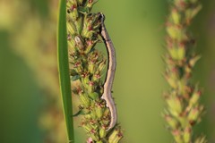 Grammodes bifasciata