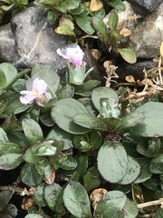 Noccaea rotundifolia