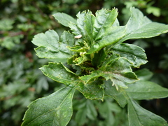 Dasineura crataegi
