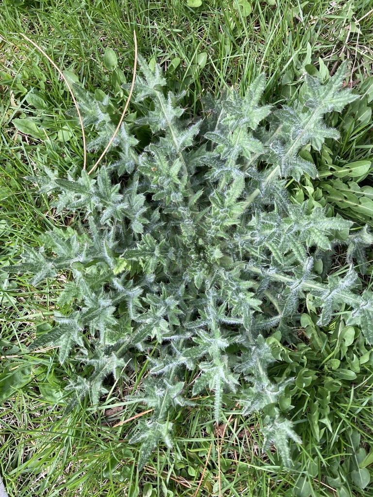 Cirsium