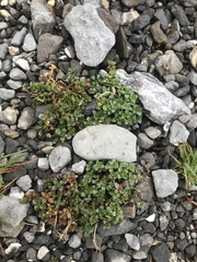 Noccaea rotundifolia