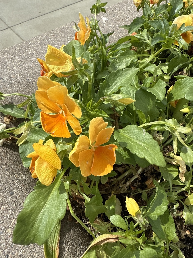 Tropaeolum majus