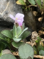 Noccaea rotundifolia