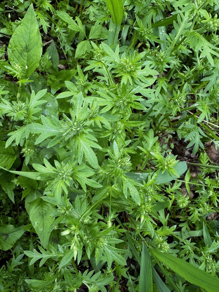 Phacelia