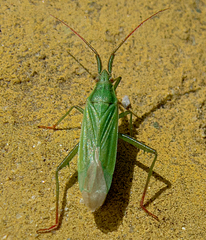 Stenodema calcarata