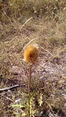 Dipsacus laciniatus