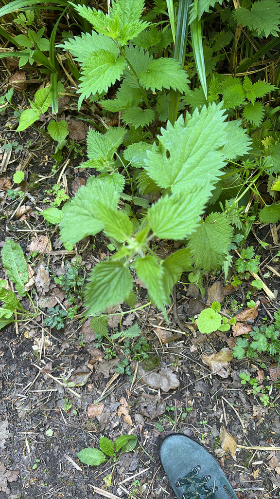 Urtica dioica