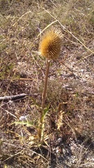 Dipsacus laciniatus
