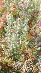 Exomis microphylla