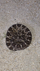 Crotalus enyo enyo