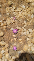 Frithia pulchra