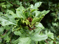 Dasineura crataegi