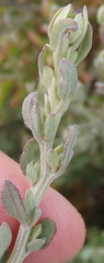 Exomis microphylla