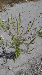 Ambrosia artemisiifolia