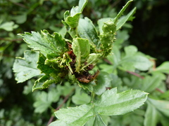 Dasineura crataegi