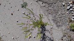 Ambrosia artemisiifolia