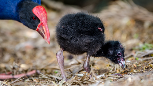 Australasian Swamphen, photo 5 of 9