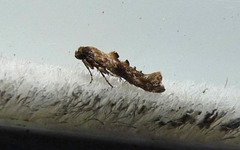 Epermenia albapunctella