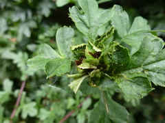 Dasineura crataegi