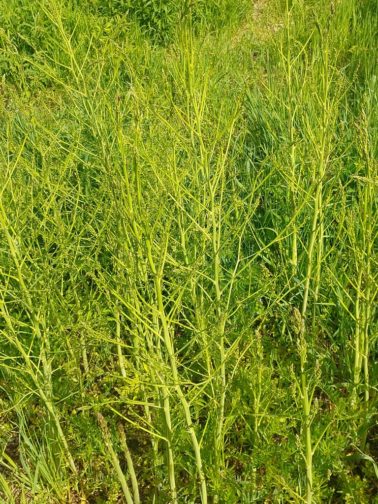 Asparagus officinalis