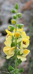 (c) fmunoz, some rights reserved (CC BY) Verbascum creticum, photograph (c) fmunoz, some rights reserved (CC BY)