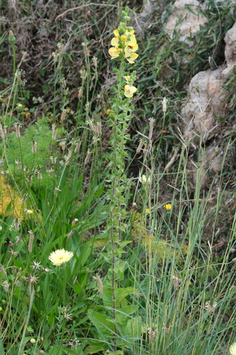 Verbascum creticum, photograph 6