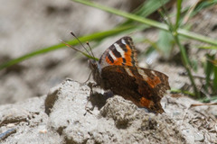Aglais