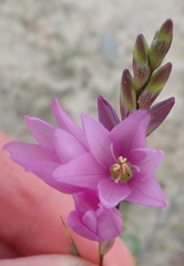 Ixia flexuosa