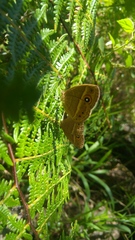 Brakefieldia perspicua perspicua
