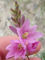 Ixia flexuosa