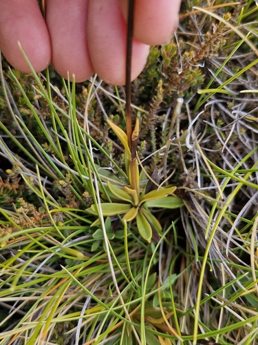 Gentianella vernicosa, 2025-05-03