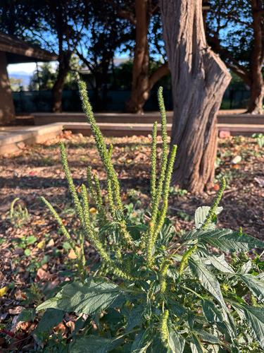 Amaranthus palmeri observed 2025-05-07