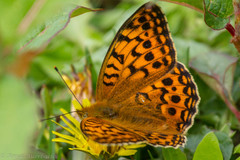Argynnis
