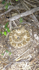 Crotalus ruber lucasensis