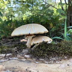 Cyclocybe parasitica