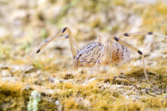 Scytodes pallida